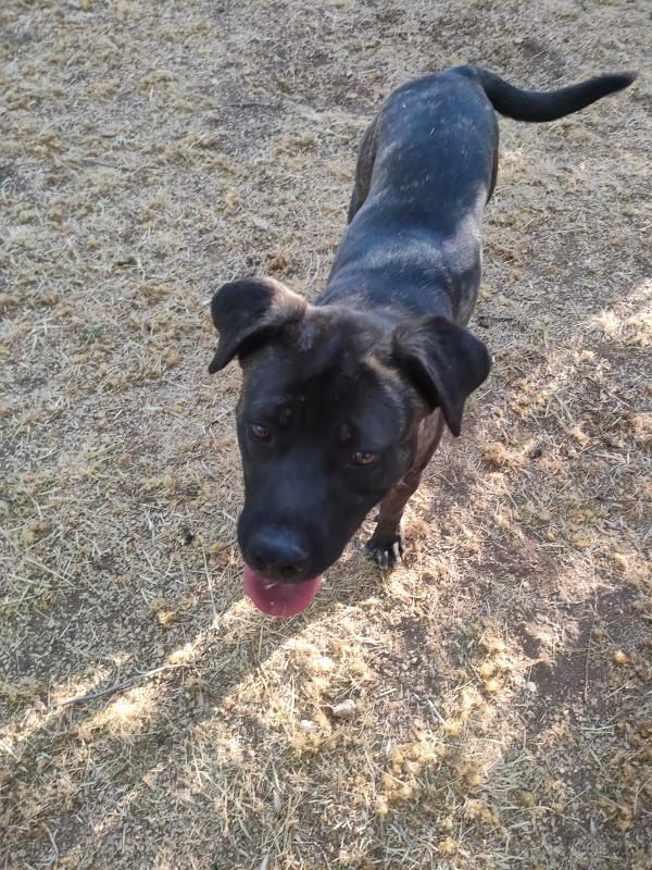 🐾💛“Reina, due anni di attesa dietro le sbarre: donale la vita che merita”🐾💛💕🧑🏻‍🧑🏻‍🧒🏻 Foto 9
